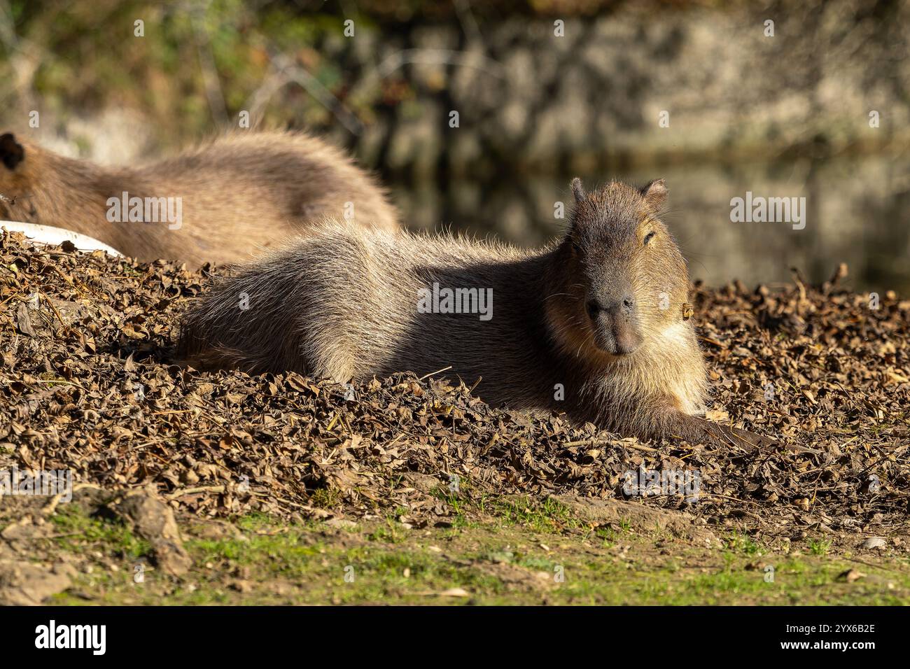 The capybara, Hydrochoerus hydrochaeris is a mammal native to South ...