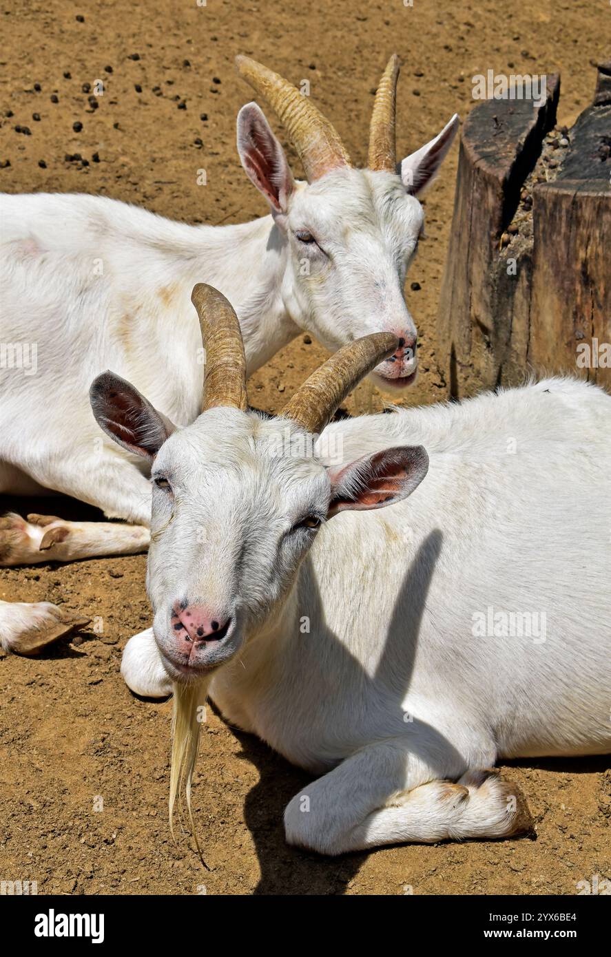 Two white goats resting in the sun Stock Photo