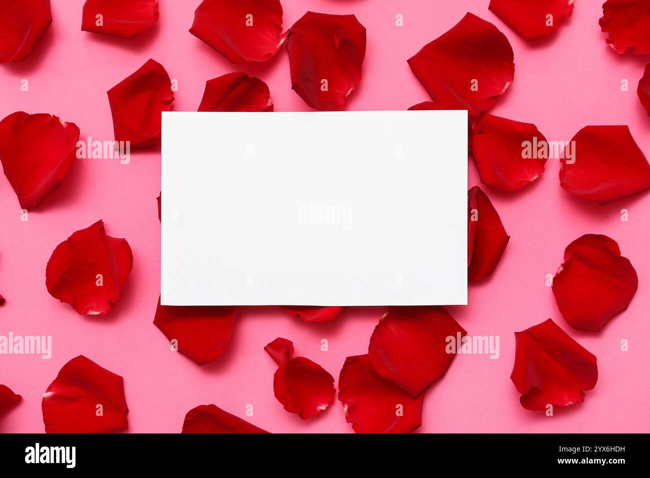 Blank card with beautiful red rose petals on pink background Stock ...