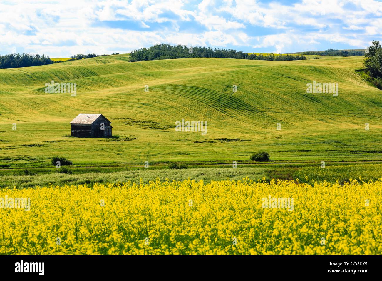 h*o様 house on the hill Yellow flower 90s house on the hill Yellow flower 90size 11 Stunning Perennial
