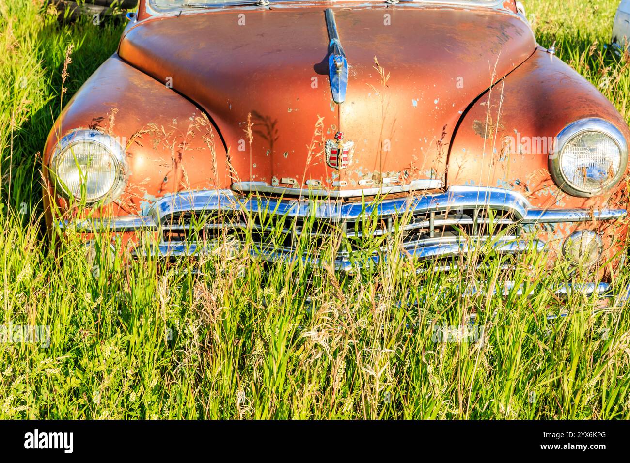 An old car is sitting in a field of tall grass. The car is rusty and ...