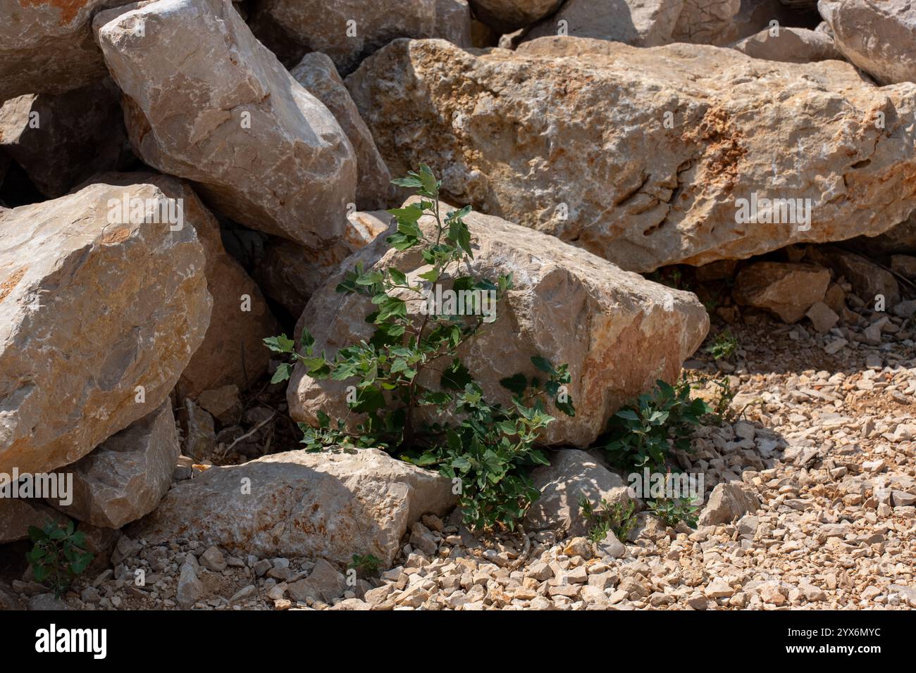 Harsh hillside environment hi-res stock photography and images - Alamy