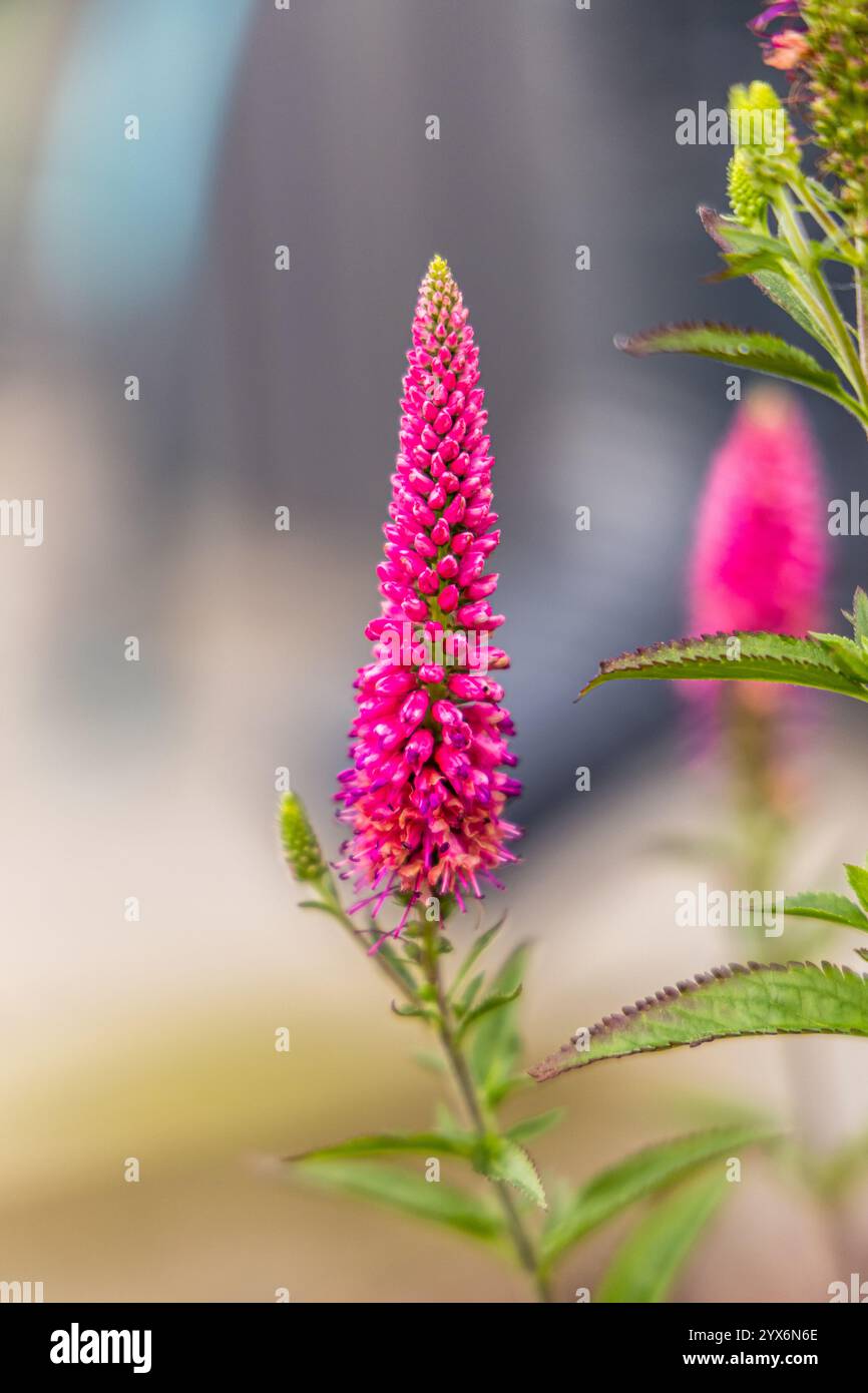 Veronica spicata, spiked speedwell plant with white flowers Stock Photo ...