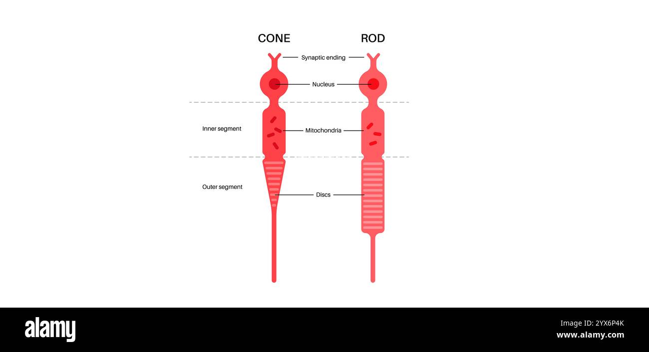 Photoreceptor Cells Illustration Stock Photo Alamy