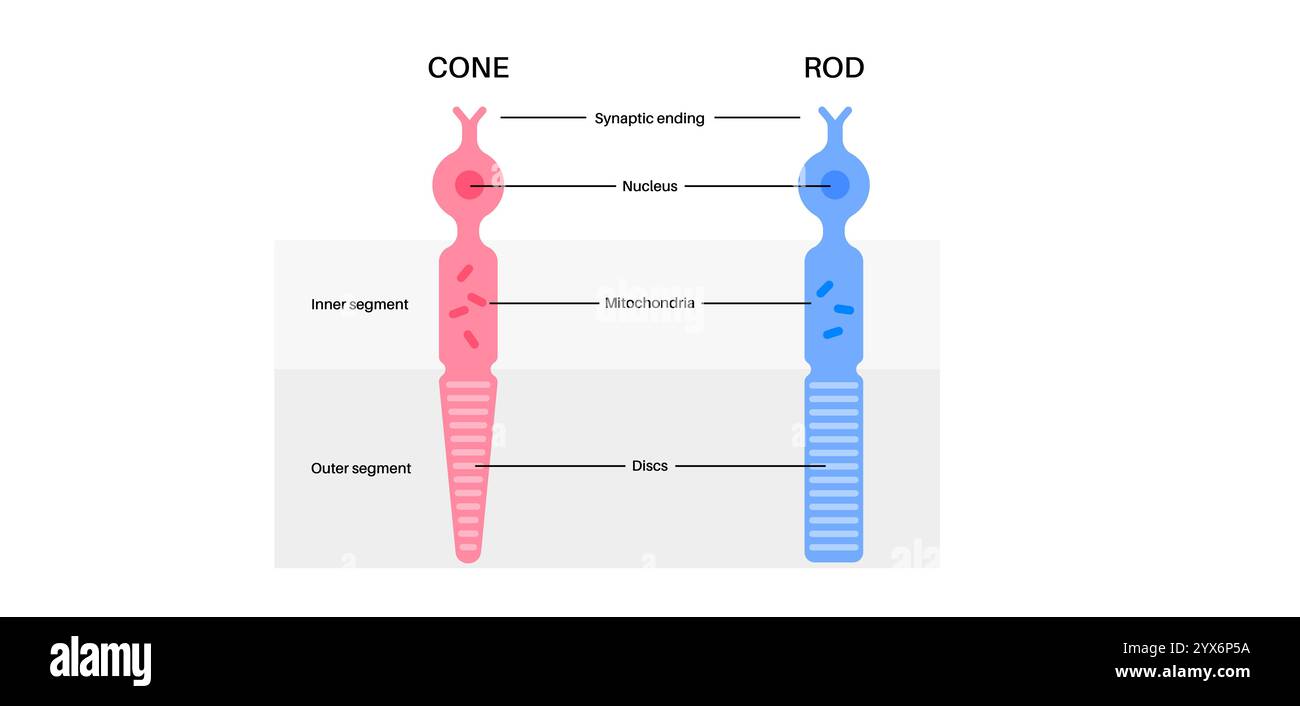 Photoreceptor Cells Illustration Stock Photo Alamy