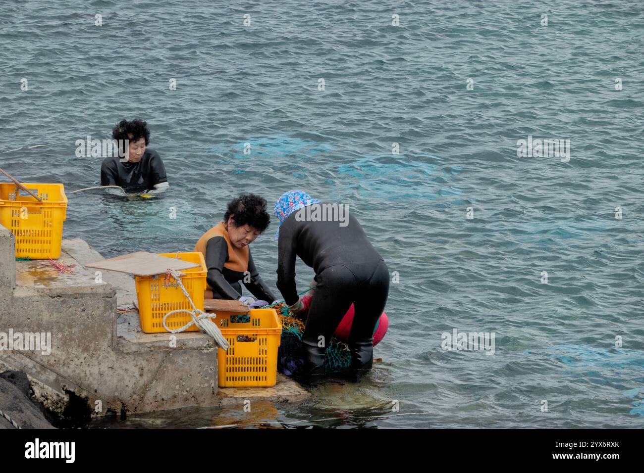 Catching Conch Haenyeo women divers with their fresh conch shell catch, Gapado Island ...