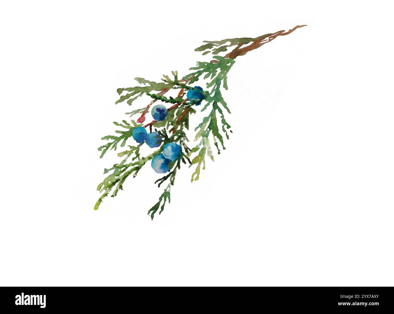 watercolor handpainted juniper twig with berries isolated on white background Stock Photo