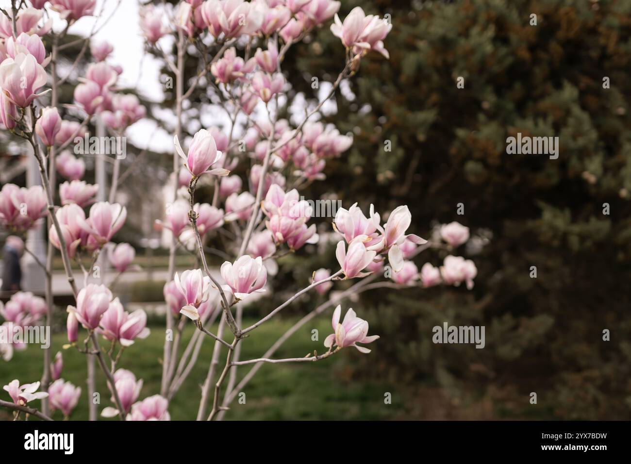 Magnolia Sulanjana flowers with petals in the spring season. beautiful ...
