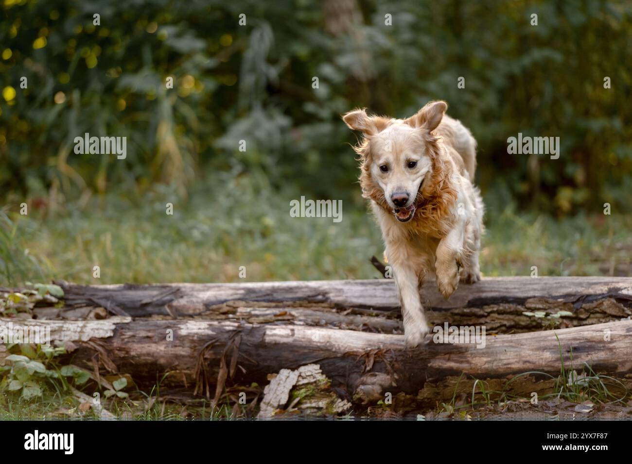 Golden Retriever Dog Enjoys Autumn Walk In Forest Stock Photo - Alamy