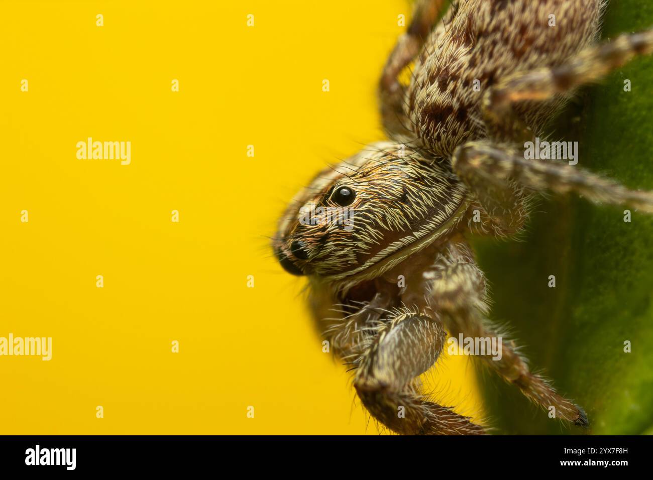 Jumping spider on a plant Stock Photo