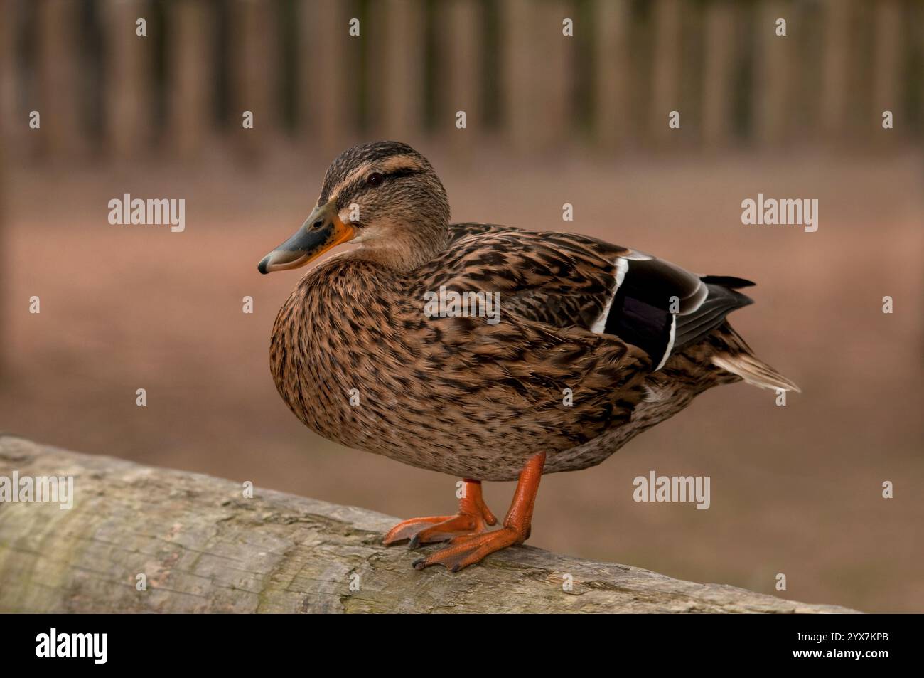 A side view of a female Mallard, Anas platyrhynchos, standing on a wooden fence. Close-up and well focussed with blurred background. Black speculum. Stock Photo