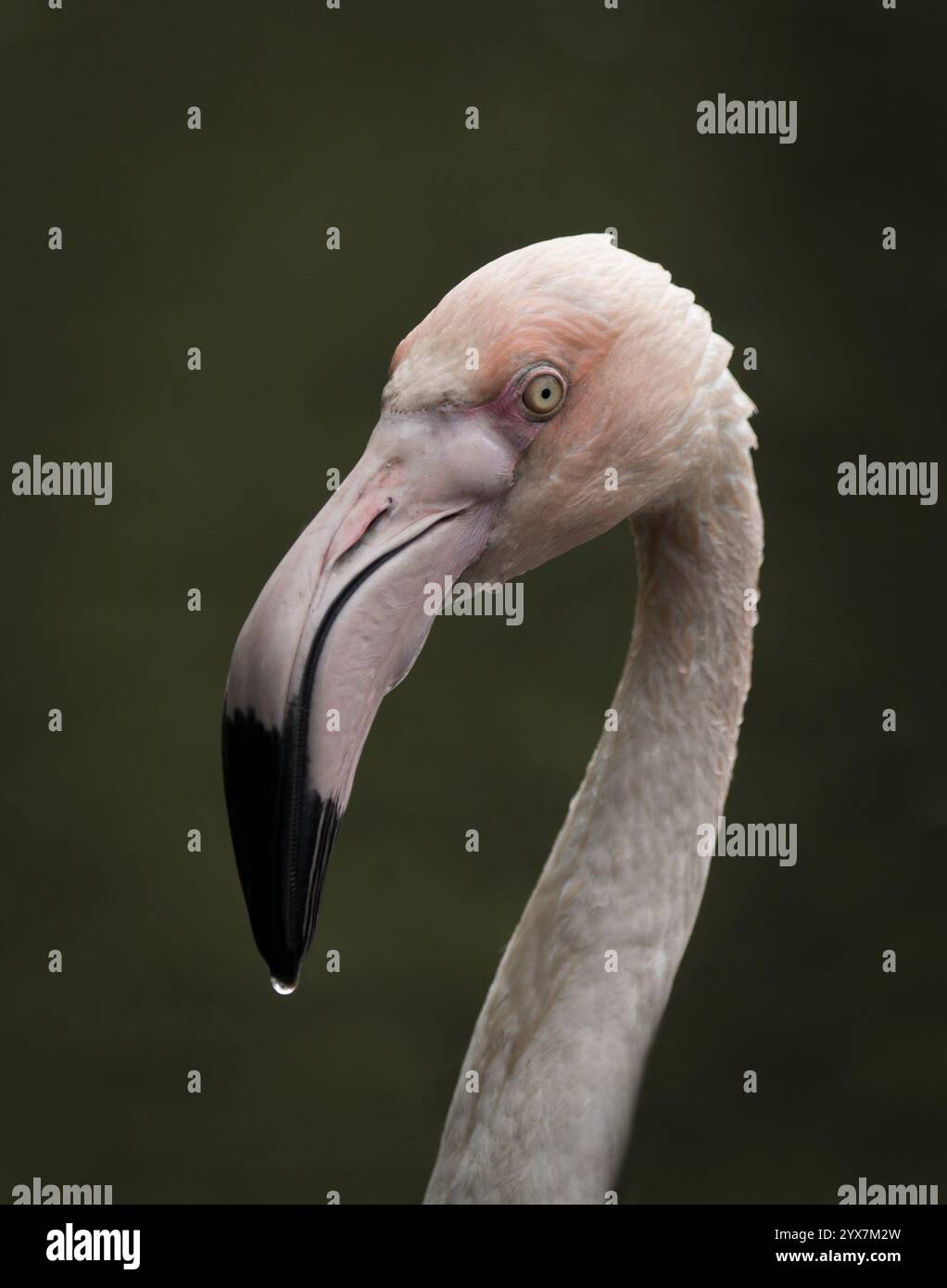 Captive birds given feed supplements hi-res stock photography and ...