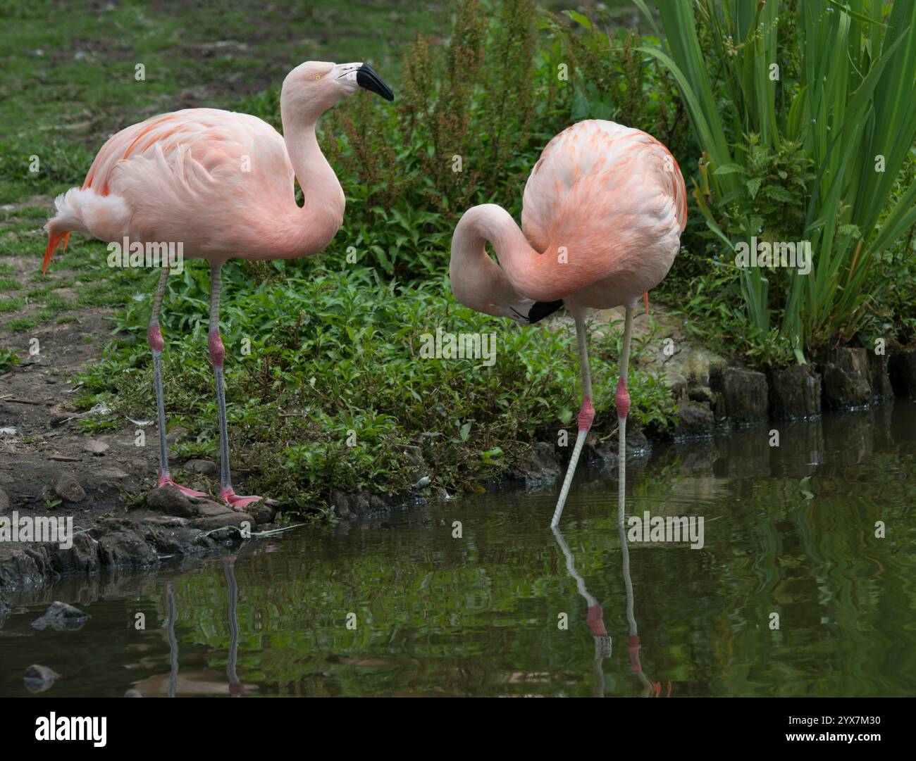 Water over knees hi-res stock photography and images - Alamy