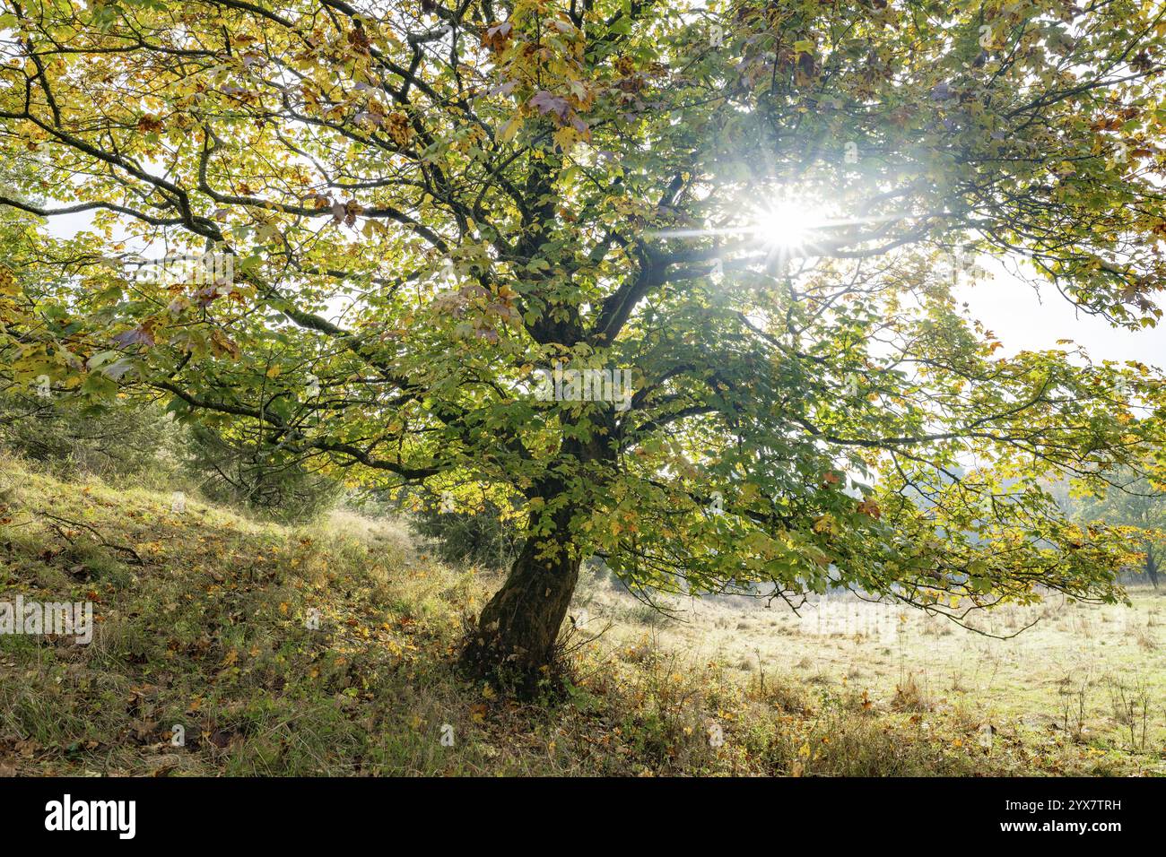 Mountain maple (Acer pseudoplatanus) in autumn with colourful leaves ...