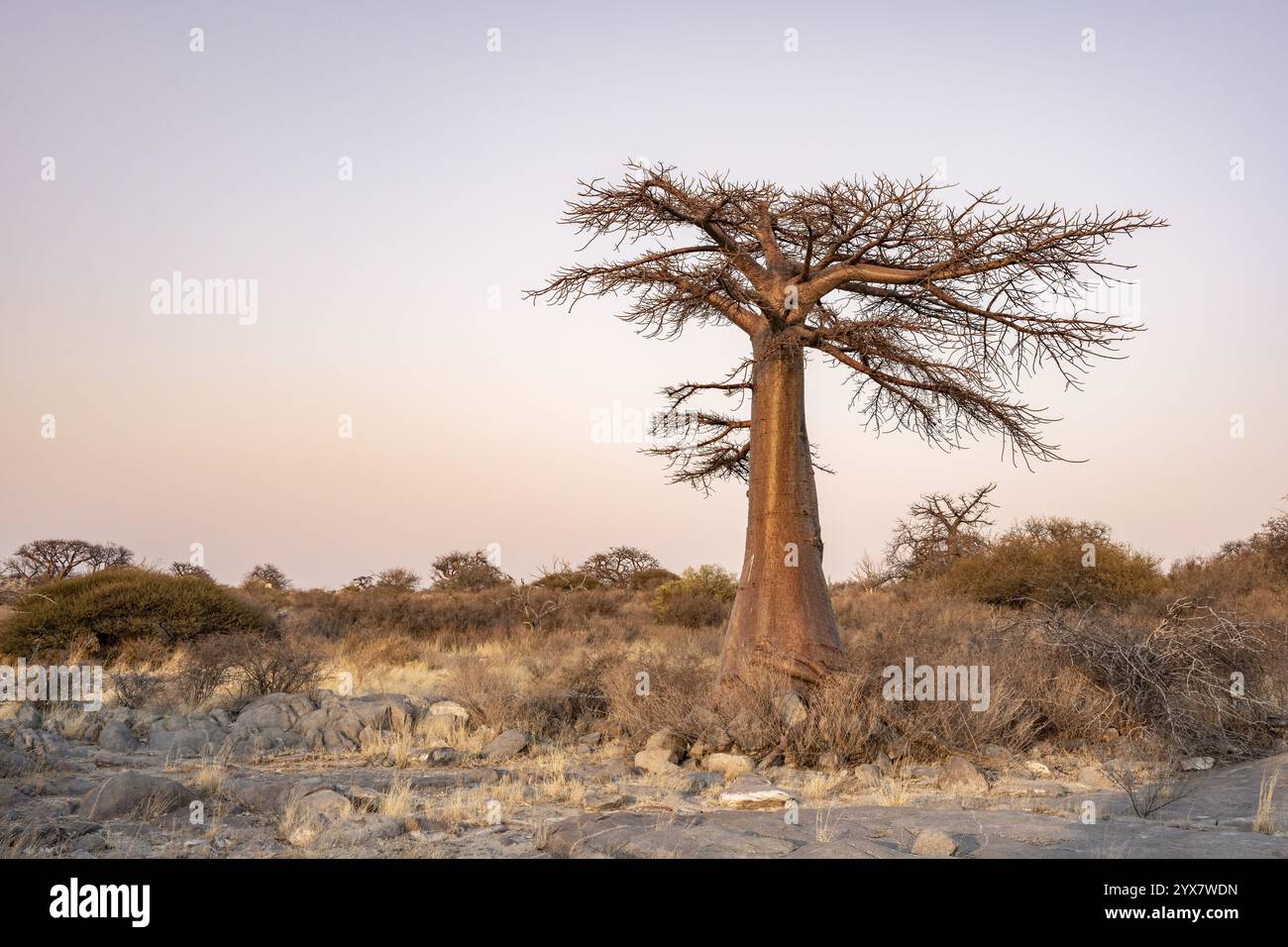 African baobab or baobab tree (Adansonia digitata), at sunrise, Kubu ...