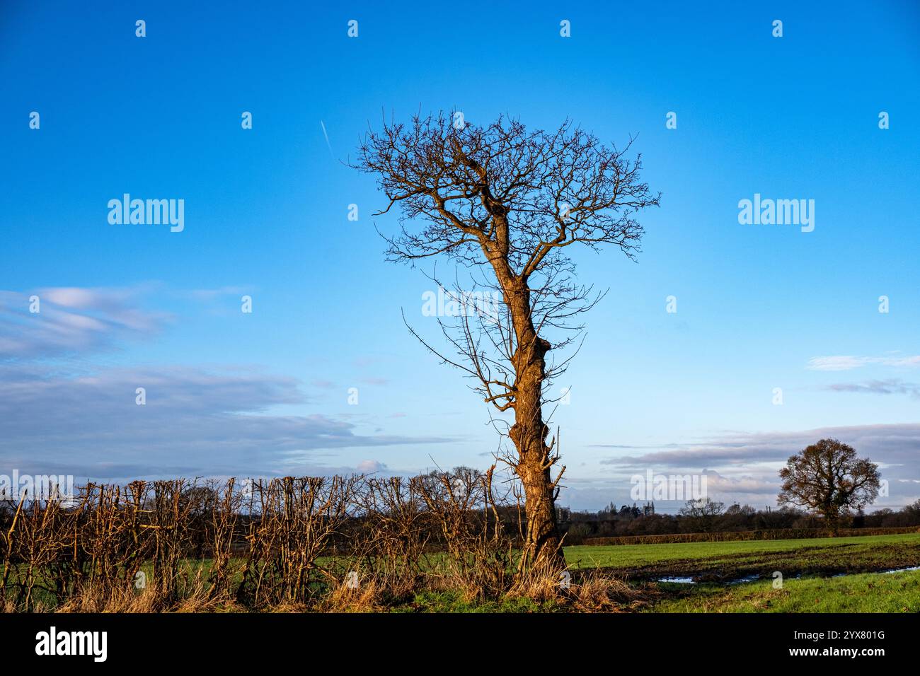 Tree leafless hi-res stock photography and images - Alamy