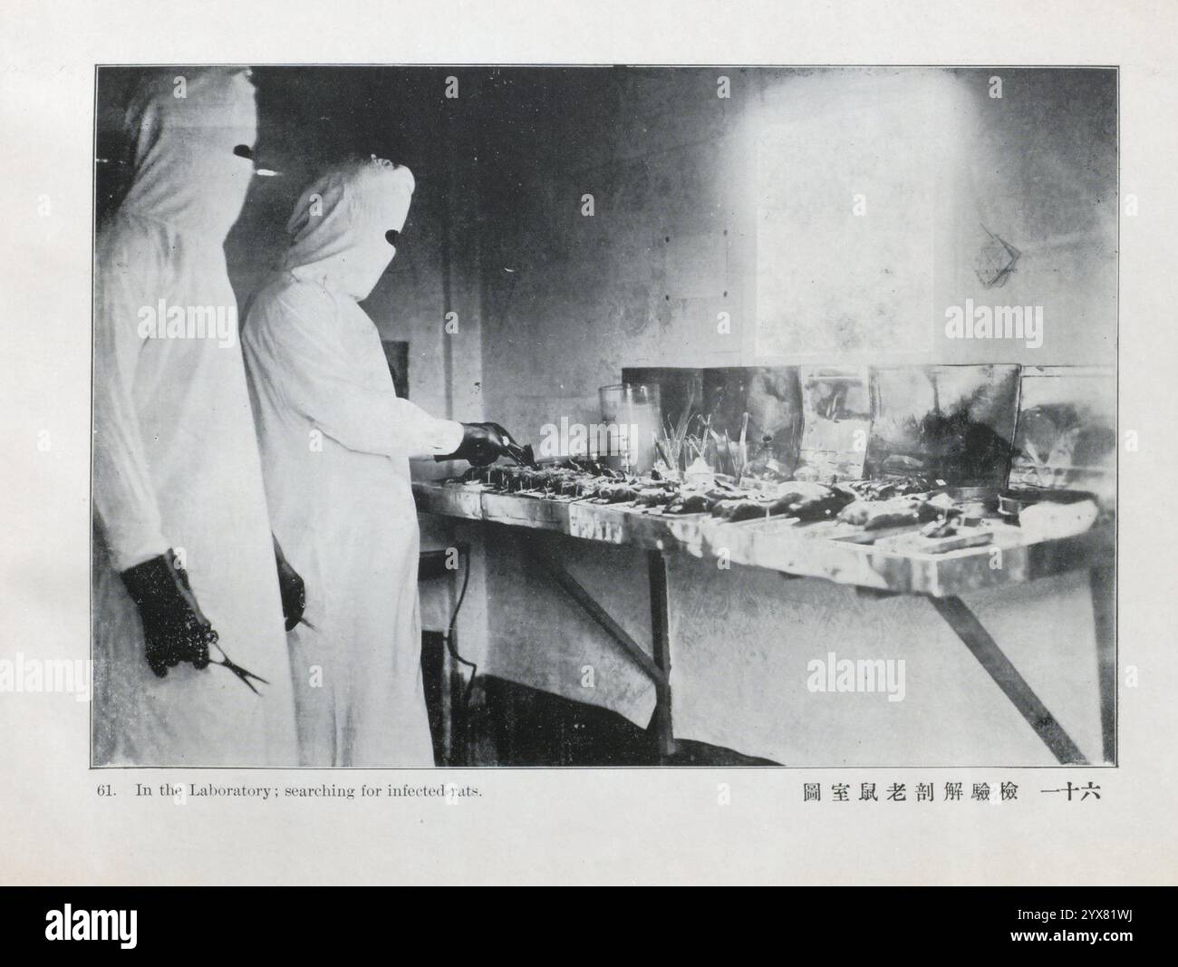 Infected Rts Archive Photo: In the Laboratory: searching for infected rats. . Views ...