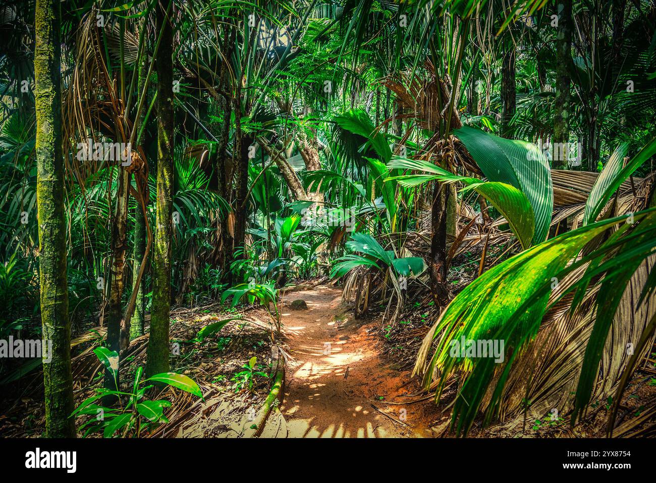 Walking path surrounded palm hi-res stock photography and images - Alamy