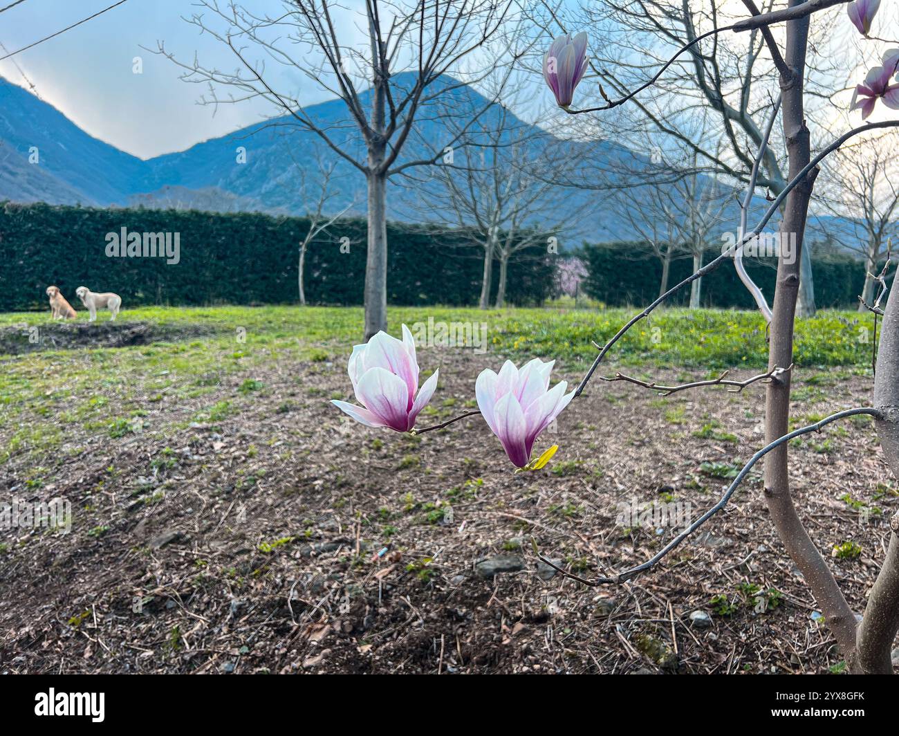 Peach blossom serenity in the Greek countryside - Smartphone Captured Stock Image