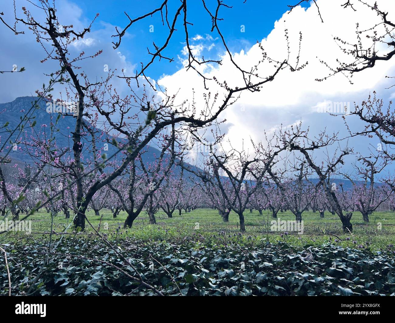 Peach blossom serenity in the Greek countryside - Smartphone Captured Stock Image