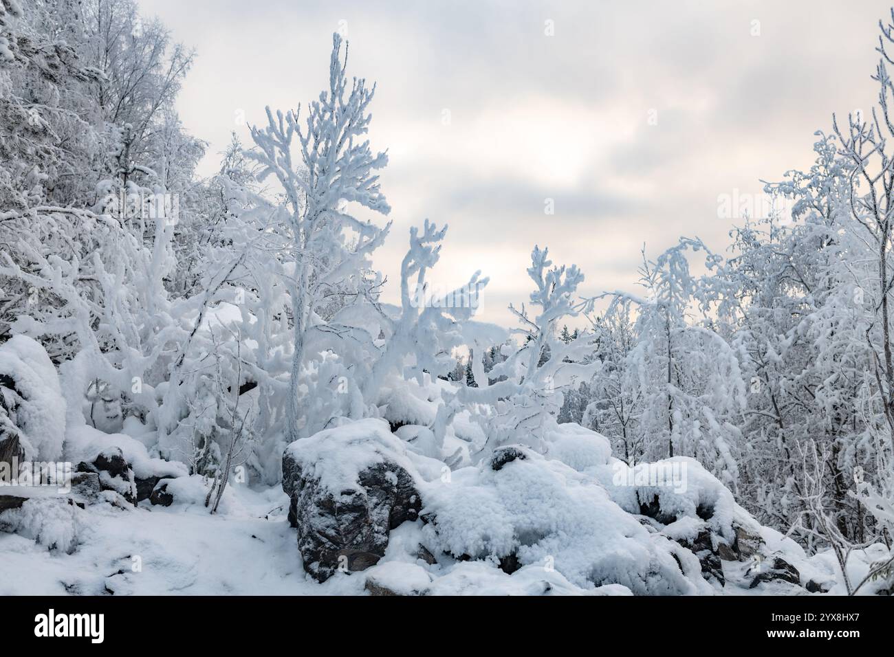 Beautiful snowy winter forest hi-res stock photography and images - Alamy