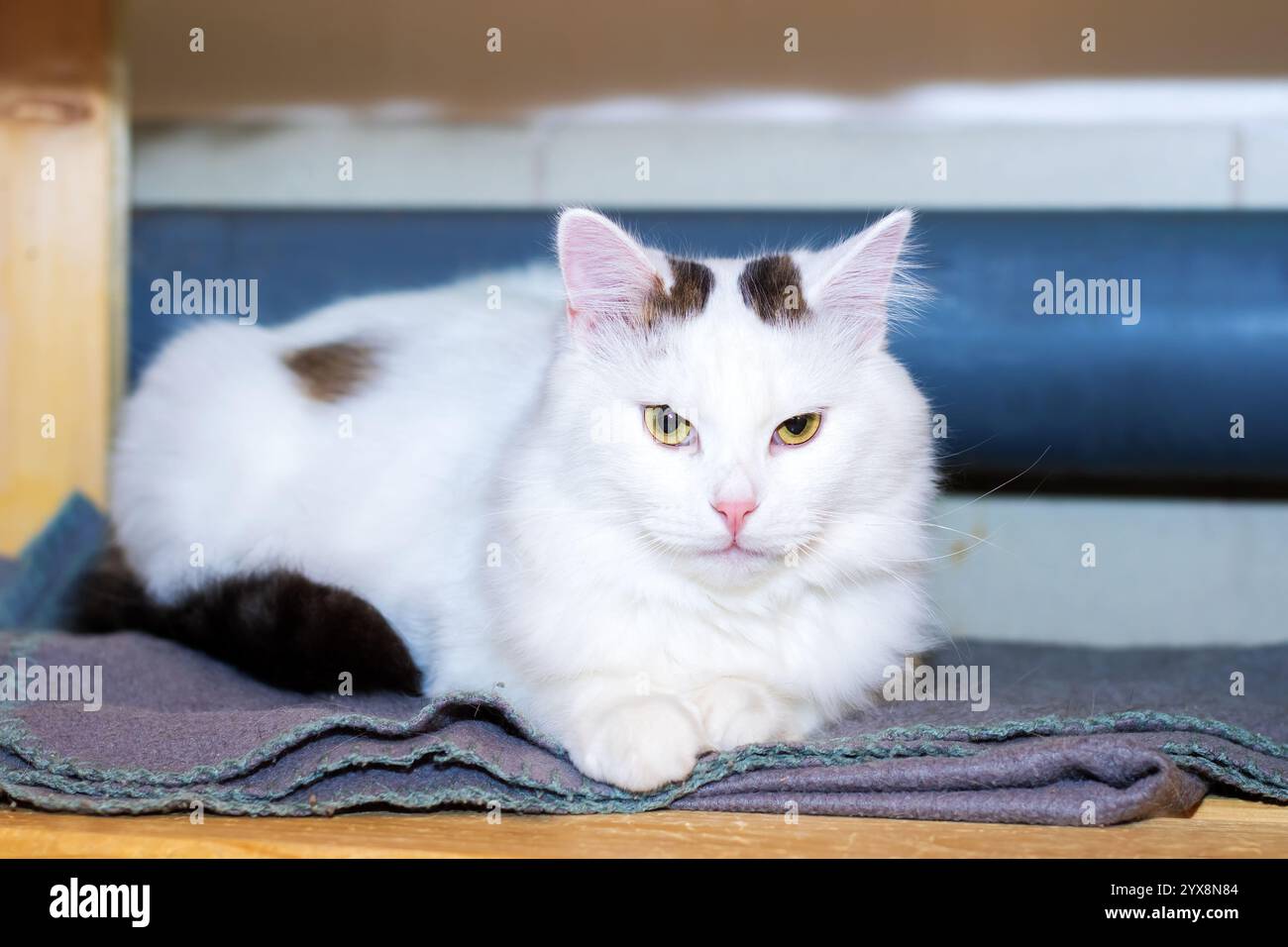 A white cat that has a distinctive black spot located on its head ...