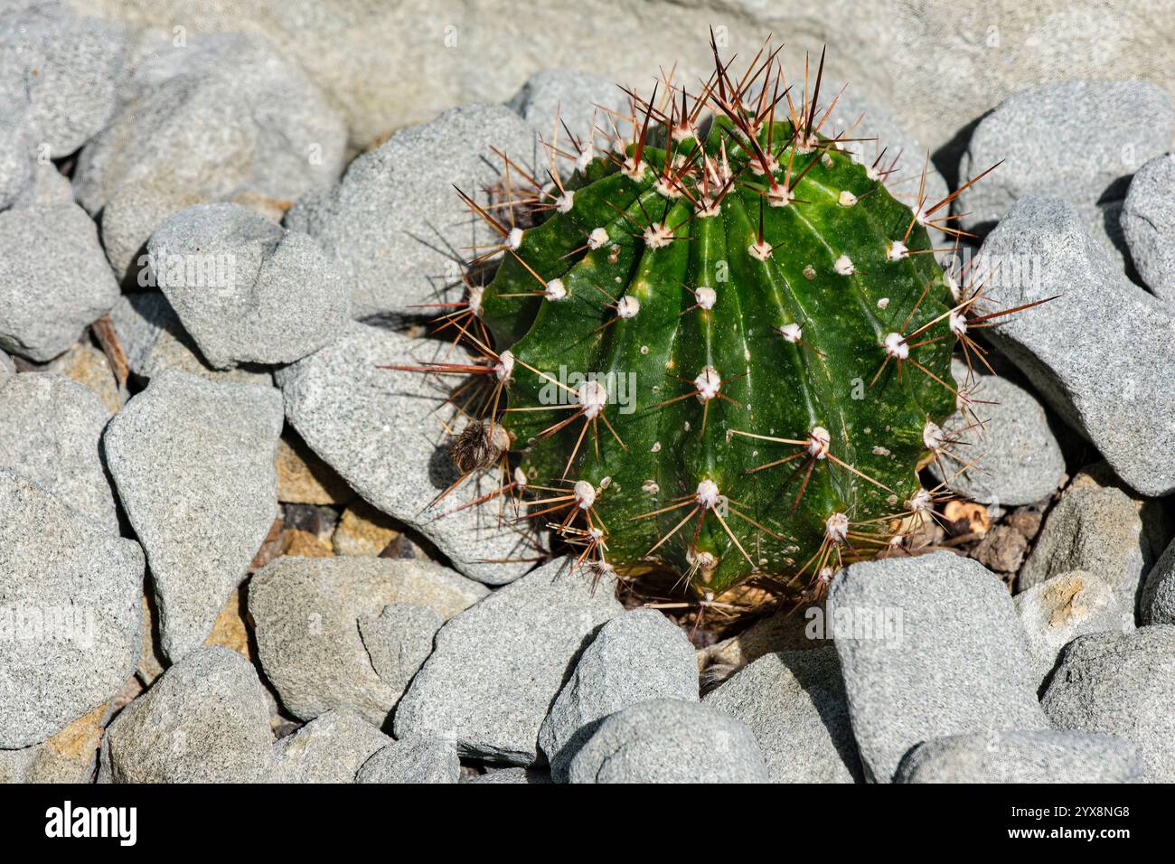 Single spherical cactus, berlingen Plant House, Baden-Wrttemberg, Germany  Stock Photo - Alamy