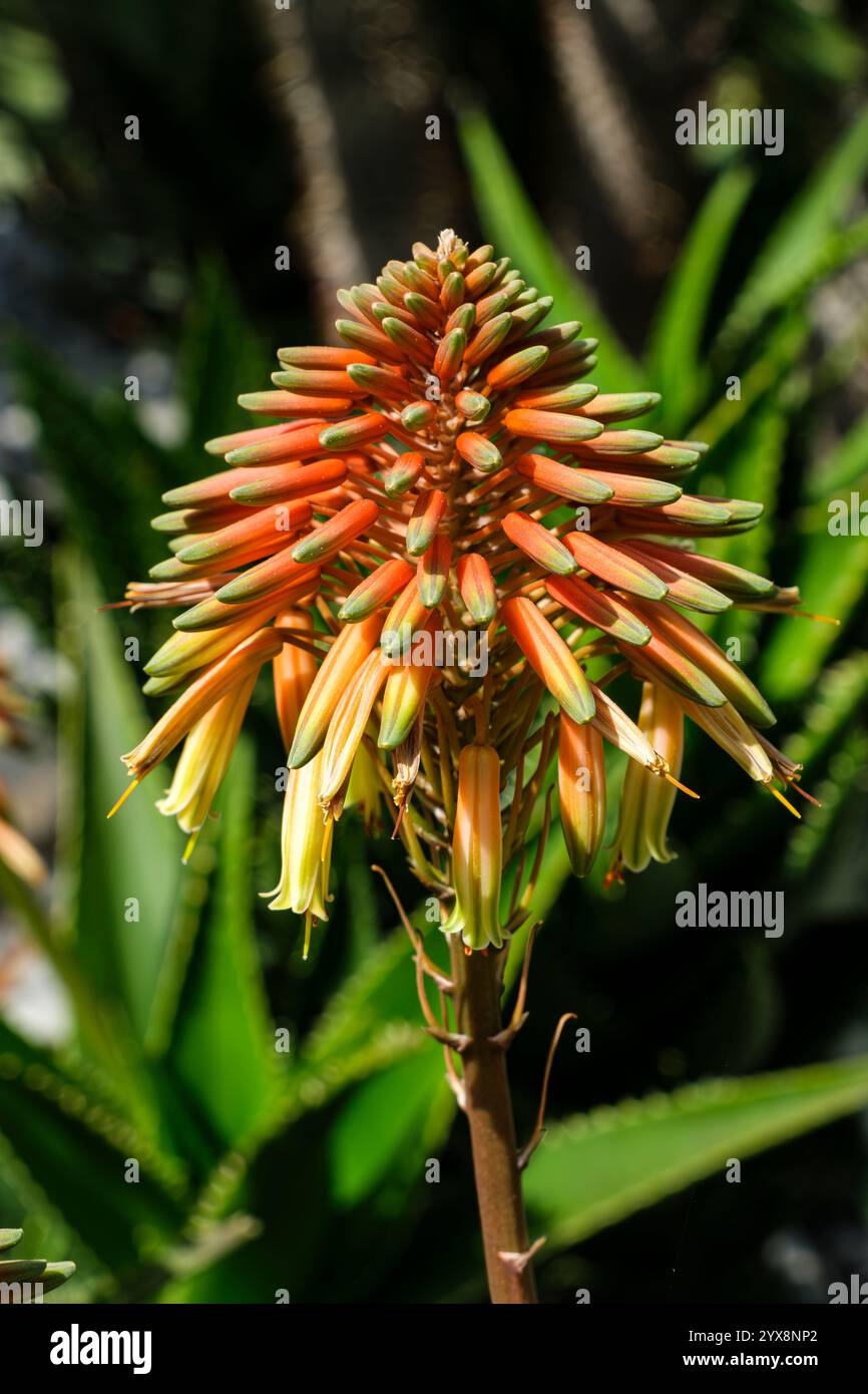 agave klein Agave pumila main image 1