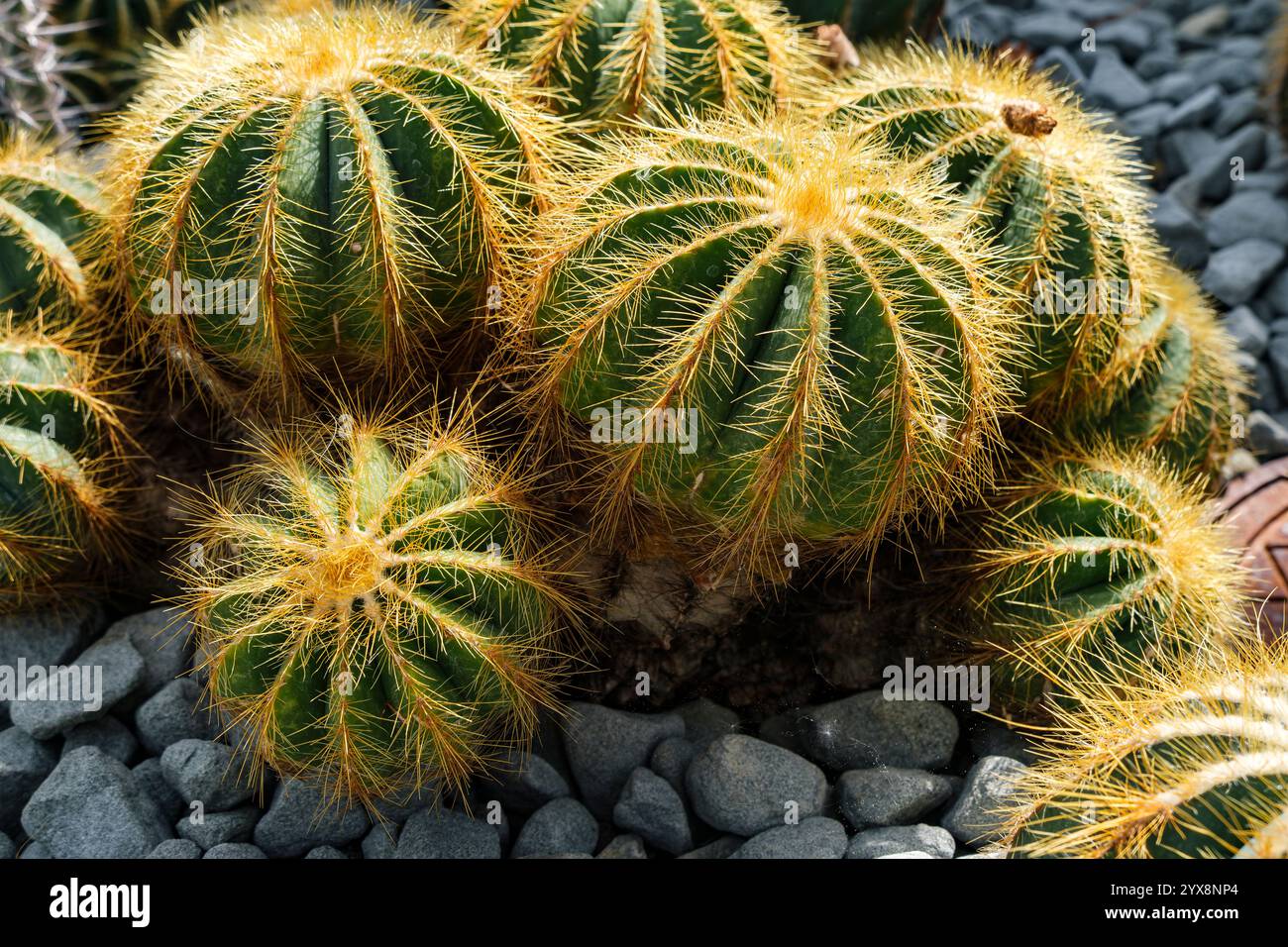 moonlight cactus Cereus spegazzinii 'Moonlight Cactus' Grafted main image 0