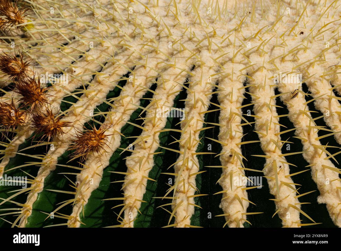 Golden barrel cactus, Kroenleinia grusonii, also known colloquially as mother-in-law's chair, Überlingen Plant House, Baden-Württemberg, Germany. Stock Photo