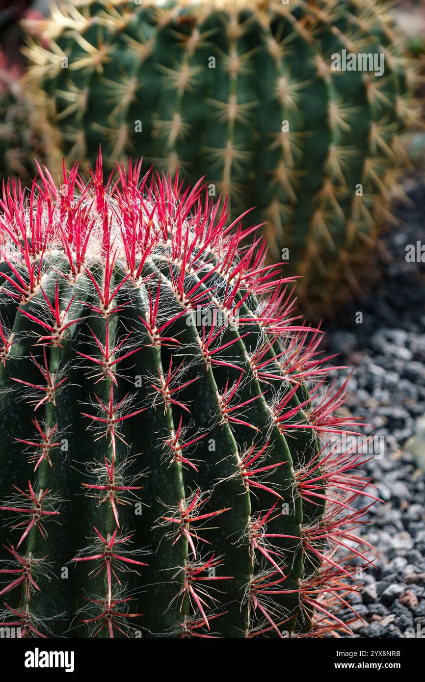Specimen cactus hi-res stock photography and images - Alamy