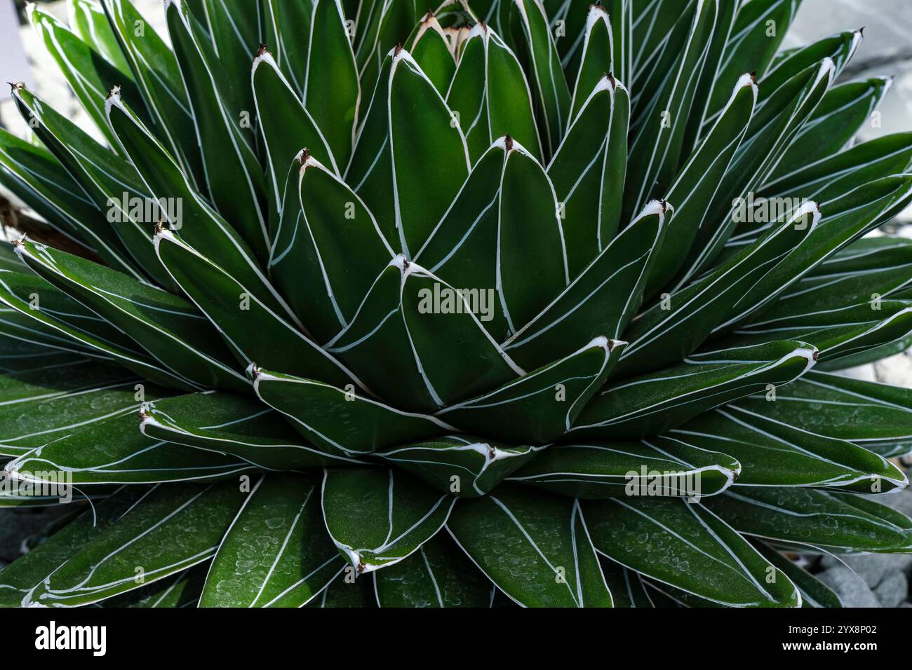 Agavendicksaft hi-res stock photography and images - Alamy