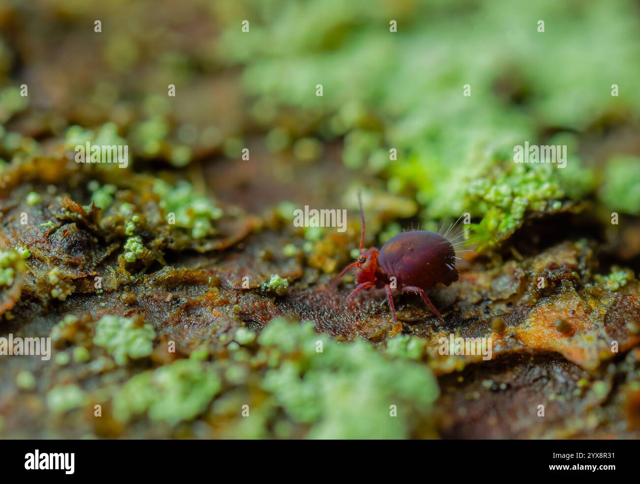Hairy ground springtail hi-res stock photography and images - Alamy