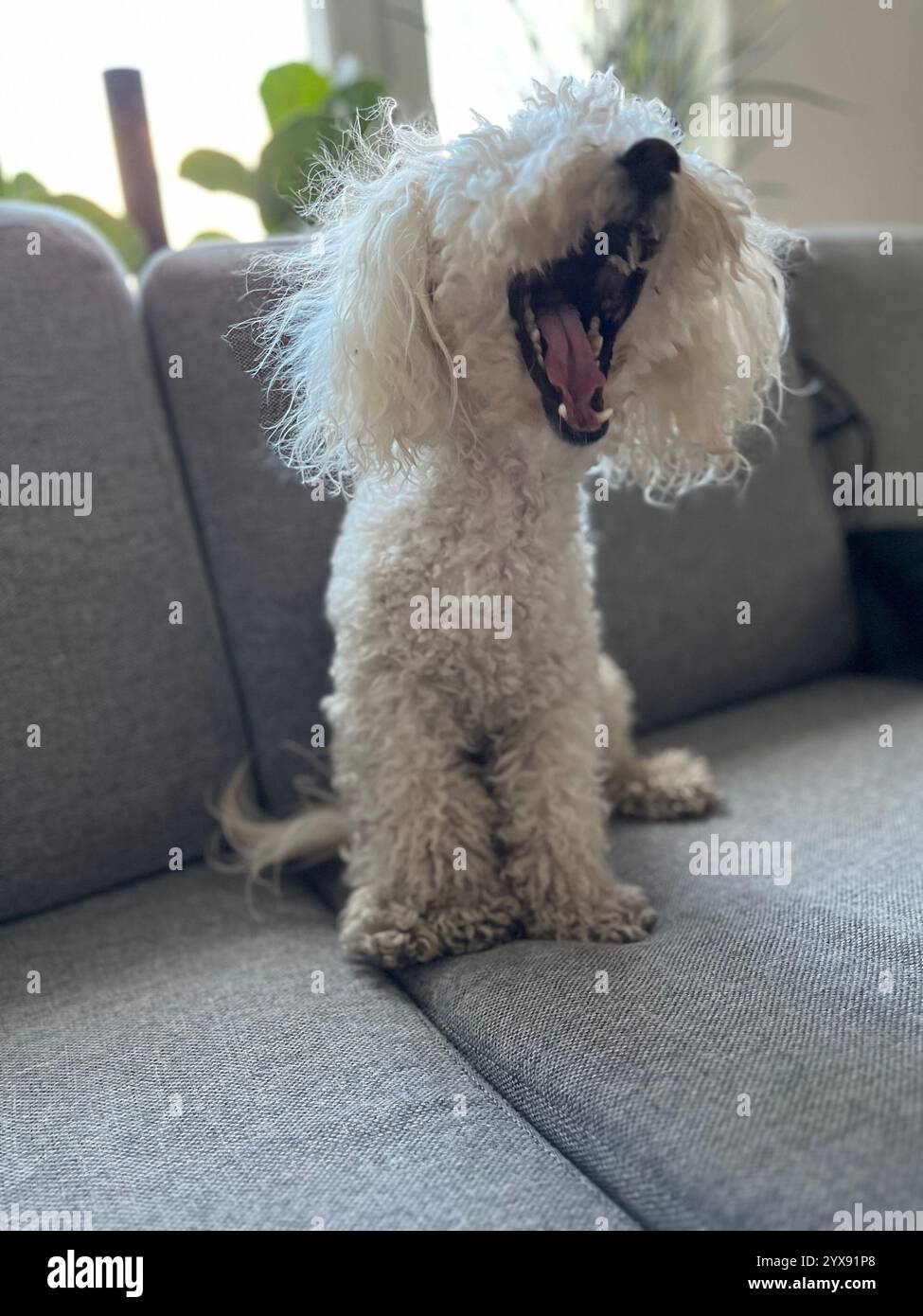 Cute, curly dog sitting on a couch and yawning big. Photo taken in Sweden, 2022. - Smartphone Captured Stock Image