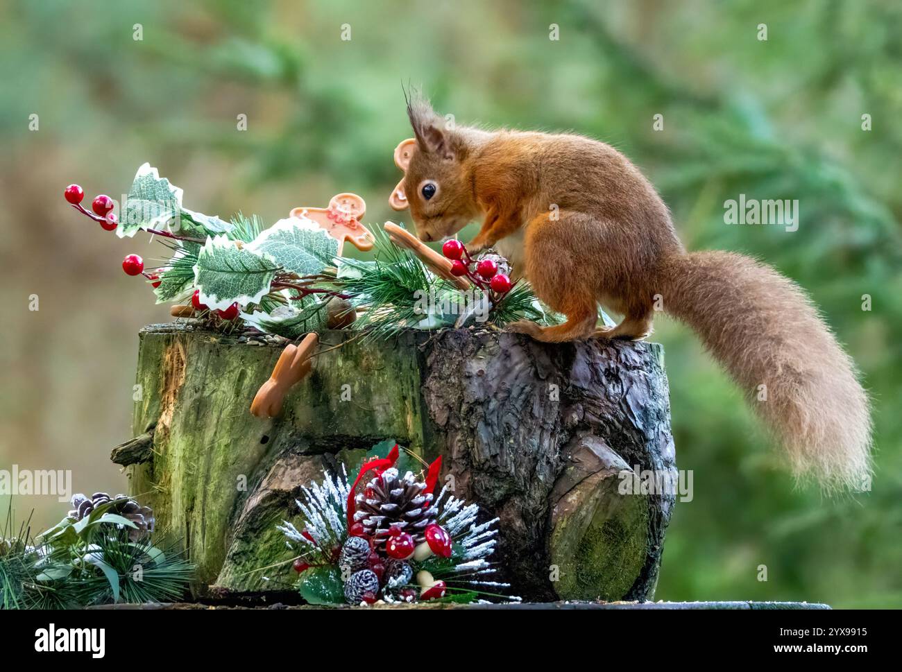 Curious little scottish red squirrel in the forest in a festive Christmas scene in December Stock Photo