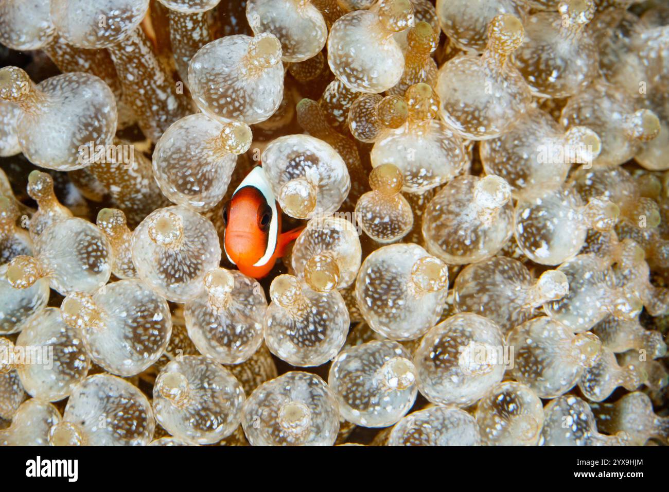 A Red and Black anemonefish, Amphiprion melanopus, swims among the tentacles of its host bulbed anemone in Lembeh Strait, Indonesia. Stock Photo