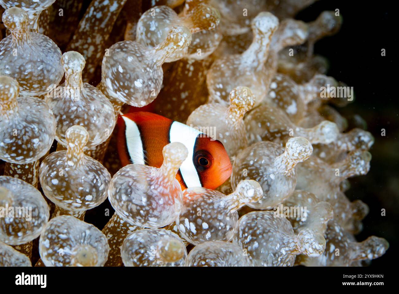A Red and Black anemonefish, Amphiprion melanopus, swims among the tentacles of its host bulbed anemone in Lembeh Strait, Indonesia. Stock Photo