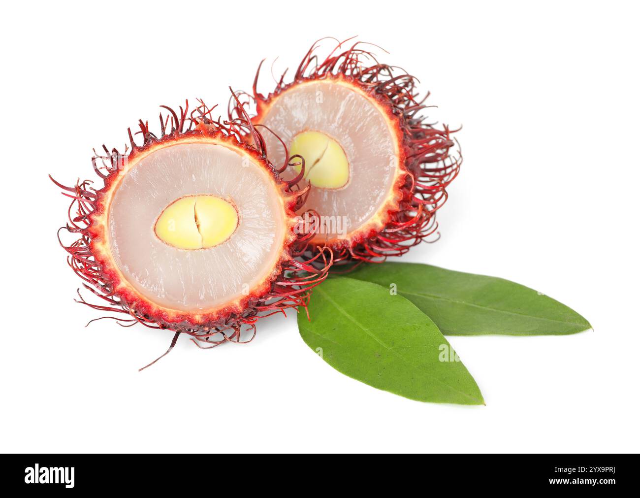 Rambutan leaves isolated on white hi-res stock photography and images ...