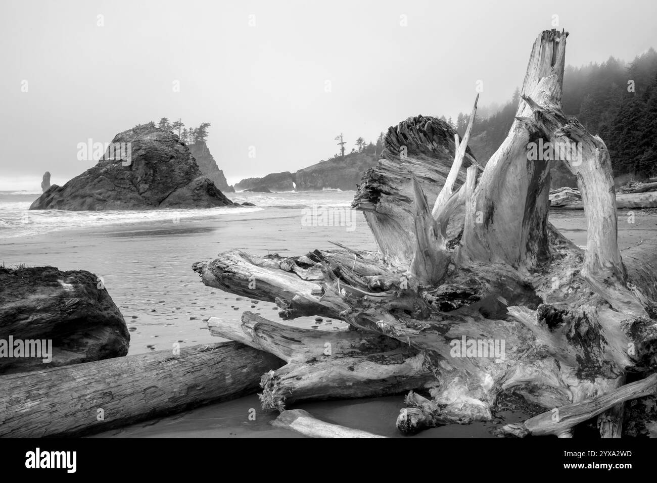 Driftwood logs on the pacific coast Black and White Stock Photos ...