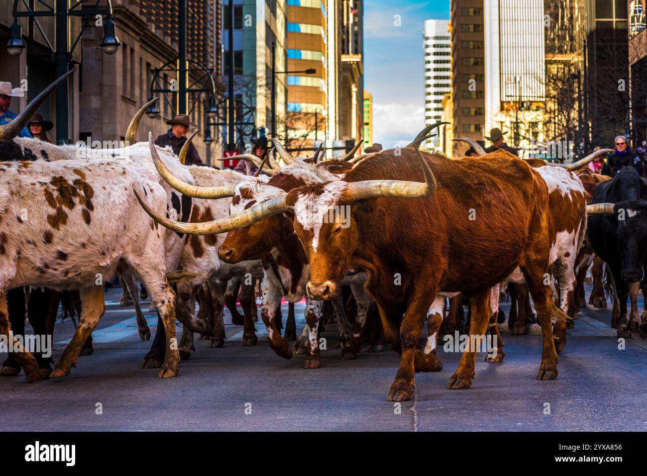 Cattle Herd Led by Cowboys Walking Through a Downtown Denver Street ...