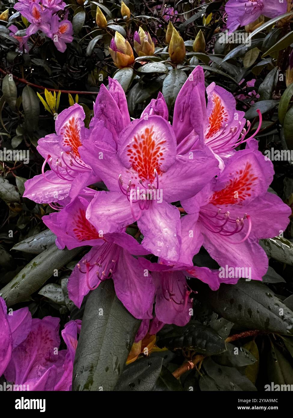 Rhododendron ponticum , called common or pontic rhododendron genus of the heath family Ericaceae - Smartphone Captured Stock Image