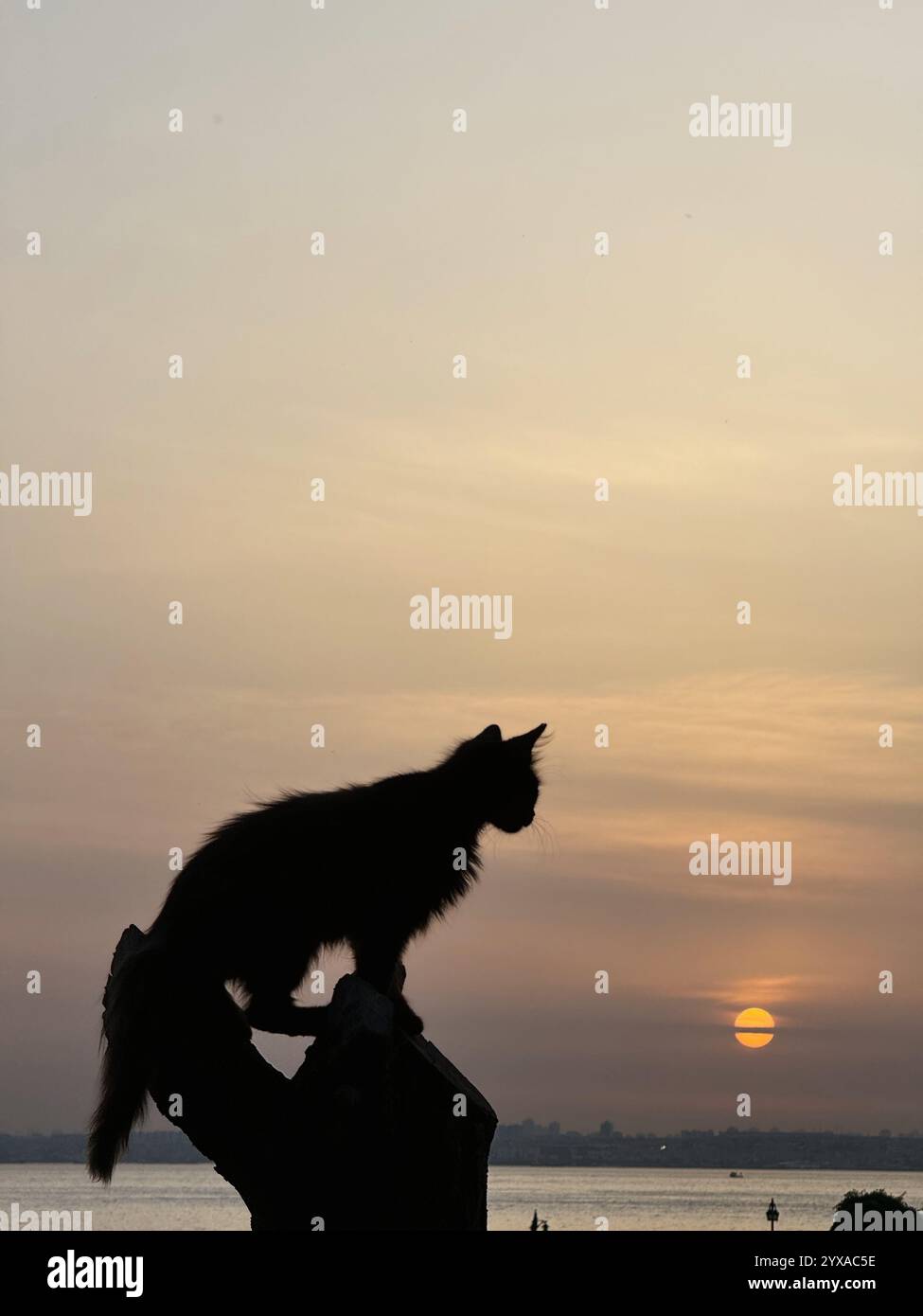 A silhouette of a cat perched on a tree stump against a sunset over calm water. - Smartphone Captured Stock Image