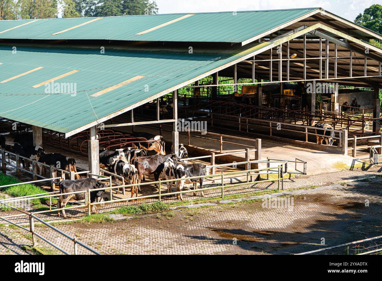 Farming Sapi Peternakan sapi hi-res stock photography and images - Alamy