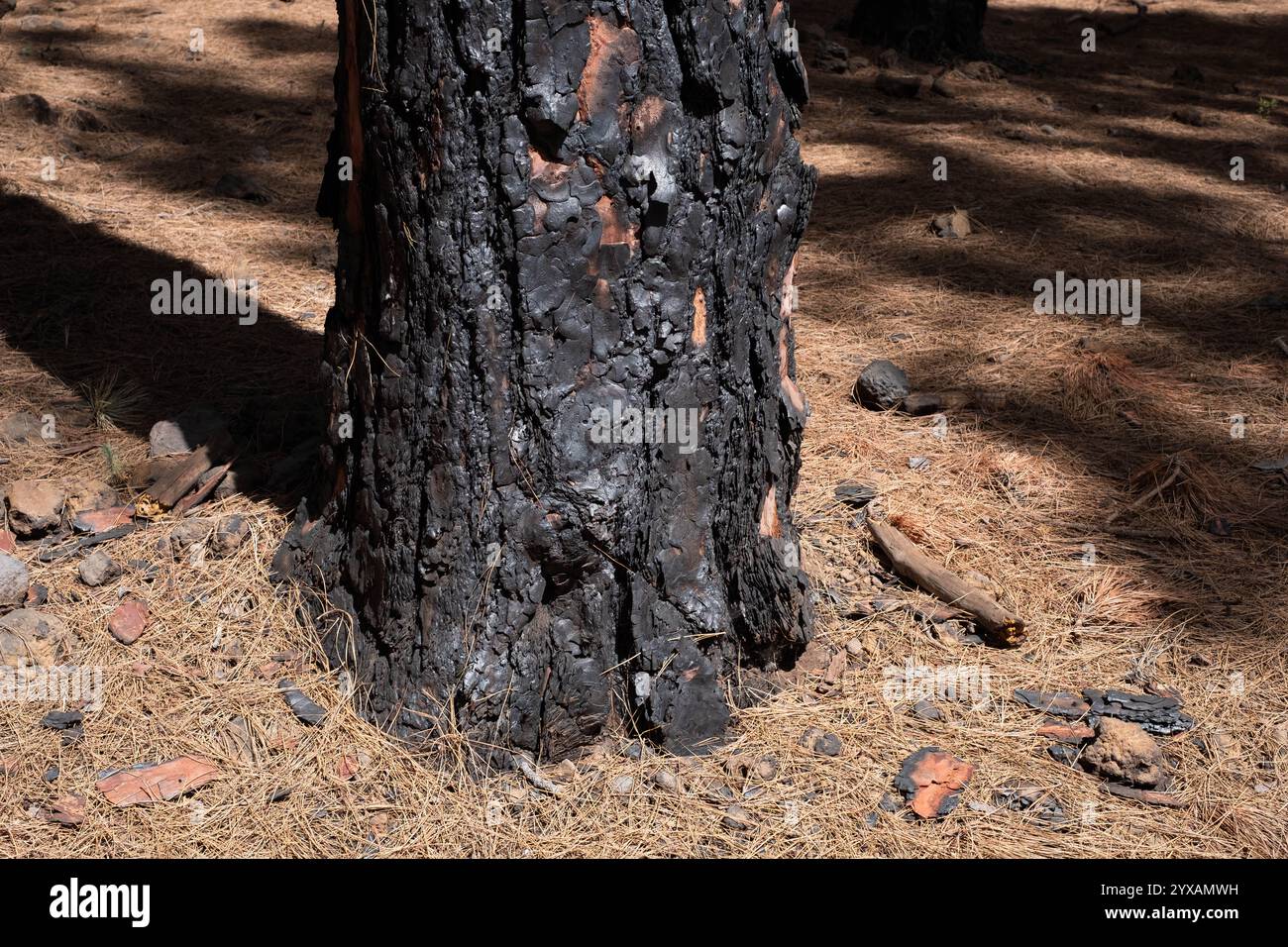 charred tree, burned trees in forest after fire Stock Photo - Alamy