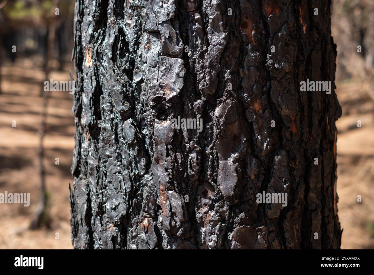 charred tree, burned trees in forest after fire Stock Photo - Alamy