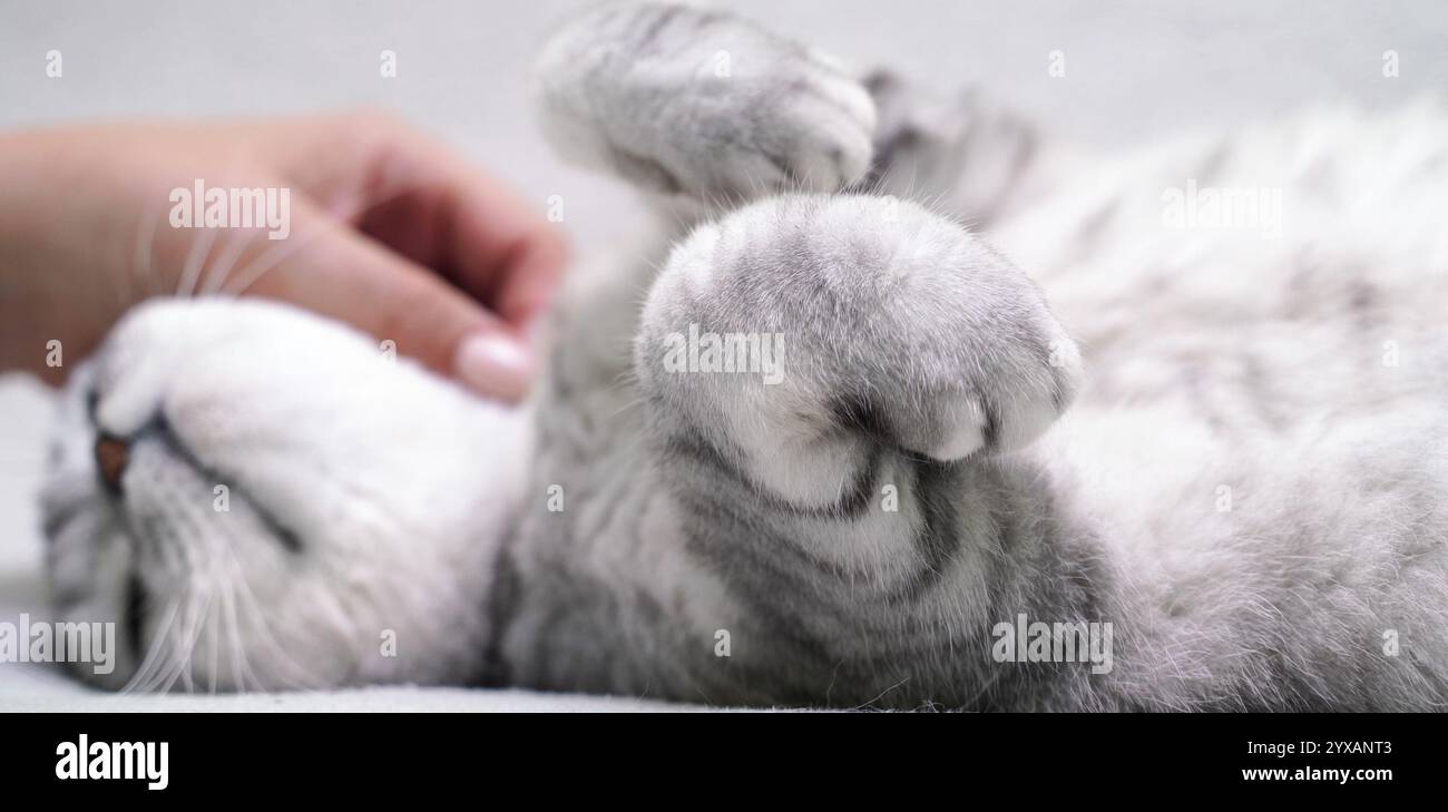 Scottish straight-eared cat lies on its back. The cat is upside down ...