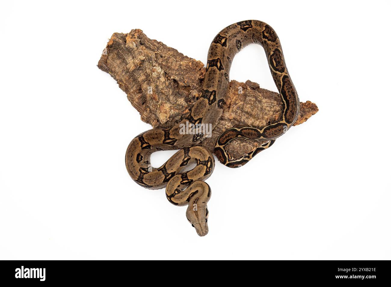 Costa Rica Boa Constrictor Isolated on White Background - Exotic Wildlife Stock Photo