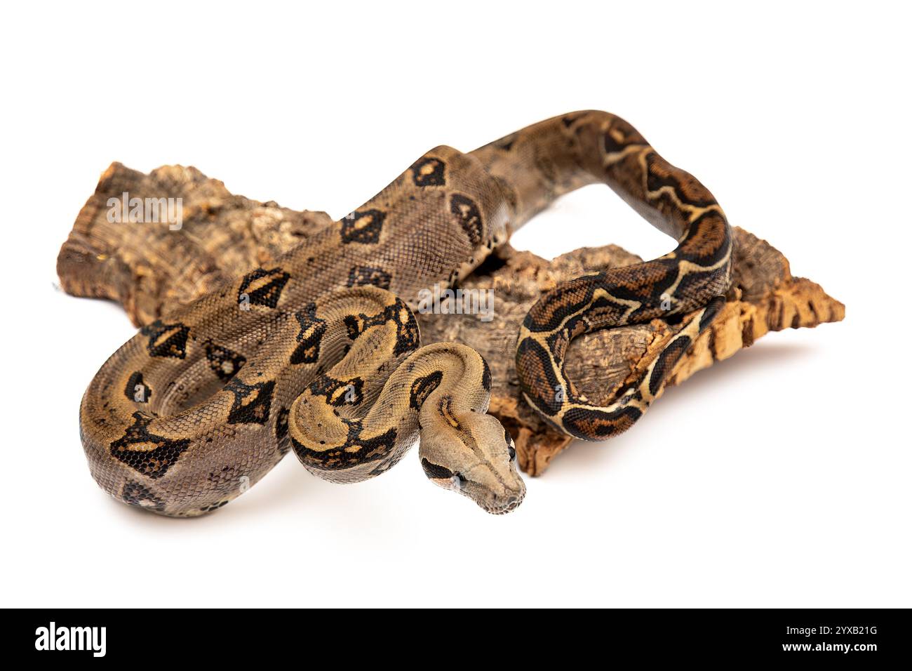 Costa Rica Boa Constrictor Isolated on White Background - Exotic Wildlife Stock Photo