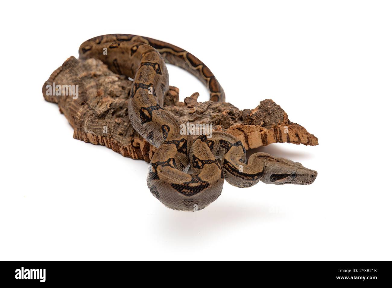 Costa Rica Boa Constrictor Isolated on White Background - Exotic Wildlife Stock Photo