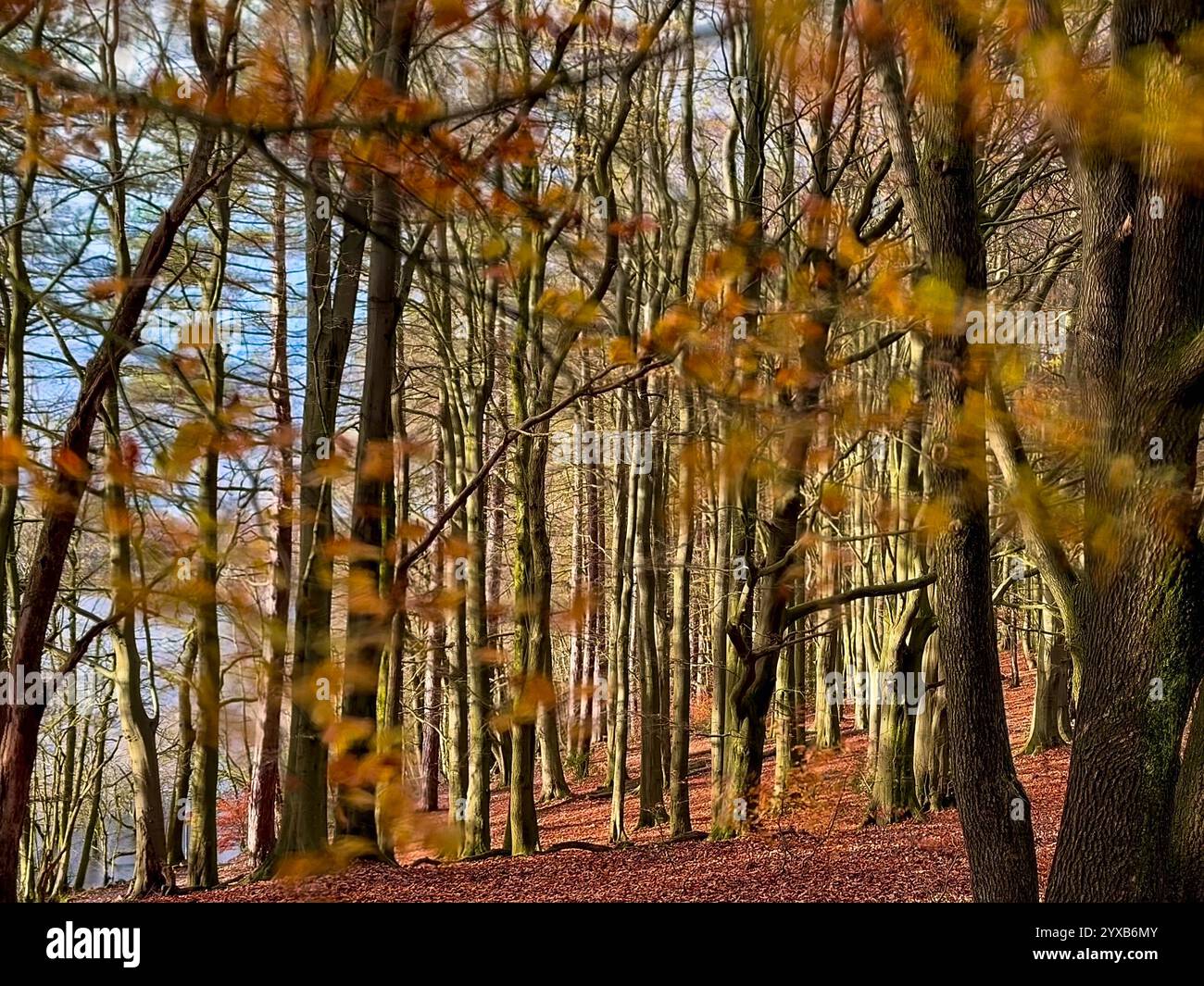 Leaves blurred in wind with trees and carpet of autumn leaves at Rivington near Chorley in Lancashire. - Smartphone Captured Stock Image Leaves blurred in wind with trees and carpet of autumn leaves at Rivington near Chorley in Lancashire. - Smartphone Captured Stock Image